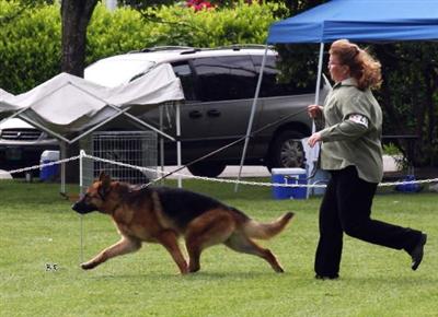 Dogs for Sale in OR